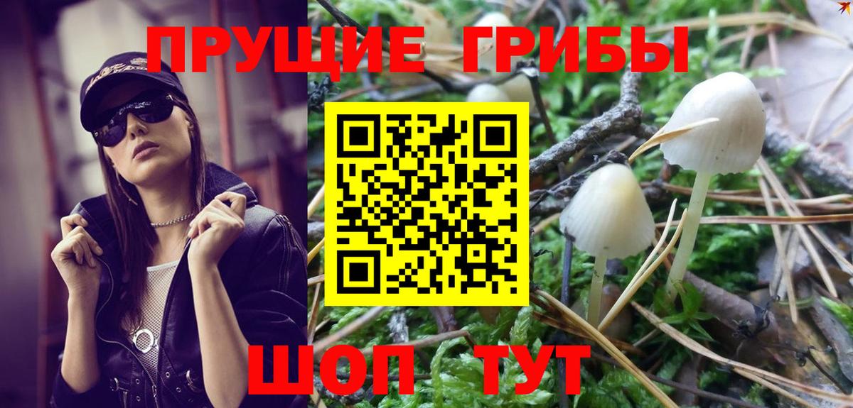 Галлюциногенные грибы Cubensis  Вход с VPN  Сертолово  Псилоцибиновые грибы GOLDEN TEACHER 
